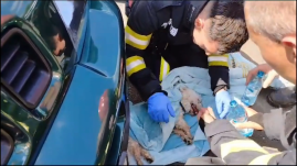 Elpusztult a kutya: a gazdája bezárta a tűző napon álló autóba Kolozsváron