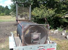 Sepsiszentgyörgy: az elaltatott medve helyét azonnal átvette egy másik