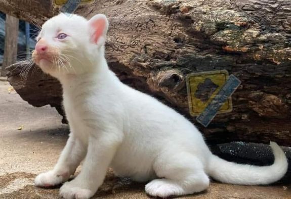 Albínó puma született egy állatkertben 