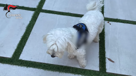 Barátnője kutyája buktatta le az olasz maffiafőnököt