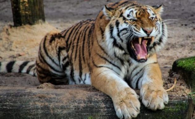 FRISSÍTVE – Megharapott egy látogatót a tigris az egyik hazai állatkertben - meghökkentő részletek