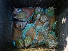 Tízfiókás fészekaljat rakott a szalakóta madár Magyarországon: ezzel világrekordot döntött