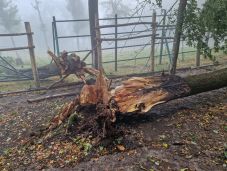 FRISSÍTVE –  Befogták  a marosvásárhelyi állatkertből kiszabadult bölényeket