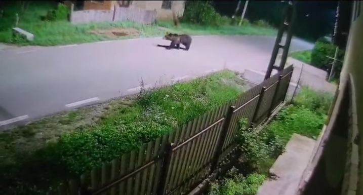 Kecskéket ölt és kaptárakat rongált meg egy medve két Kolozs megyei faluban