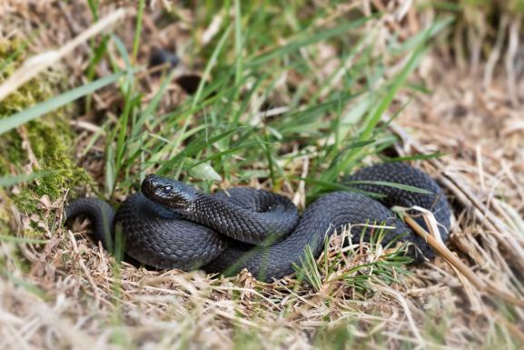 Vipera mart meg egy kisfiút saját házuk udvarán
