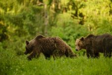 Több mint tíz medve tartja rettegésben Etéd község lakóit