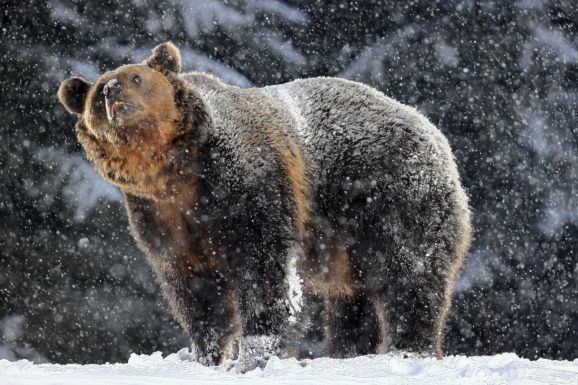 FRISSÍTVE – Vadászokra támadt a medve