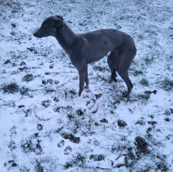 Orvvadászokra csaptak le, 42 agár-keverék kutyát lefoglaltak