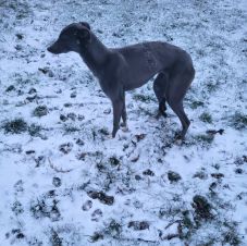 Orvvadászokra csaptak le, 42 agár-keverék kutyát lefoglaltak