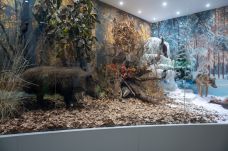 Megnyílt Marosvásárhelyen a Maros Megyei Múzeum felújított Természettudományi Részlege