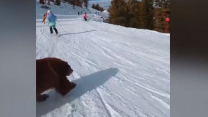 Majdnem elütötte a síelő a medvét (VIDEÓ)