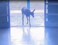 Videón, ahogy egy őz beszalad egy üzletbe, majd a rendőrség elfogja