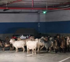 Benéztek a kecskék a plázába