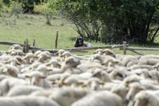 Több mint egy évvel a pásztorgyilkosság után, őrizetbe vették a gyanúsítottat
