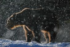 Maszol: ezek voltak 2023 legfontosabb medvés eseményei