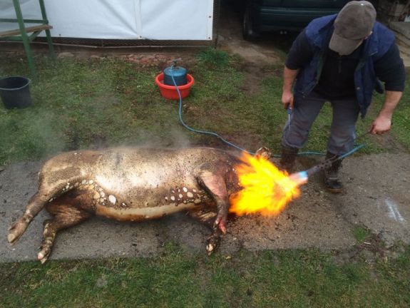 Trichinellózissal fertőzött sertéseket azonosítottak Kovásznán