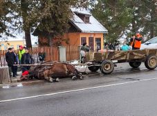 Halálos áramütés ért két lovat Gyergyóditró főutcáján