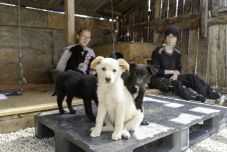 Munkaerőhiány miatt kénytelenek felfüggeszteni a befogadást a csíkszeredai kutyamenhelyen