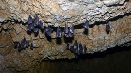 „A denevérvédelem ott kezdődik, hogy megértjük: nem kell félnünk a denevérektől”