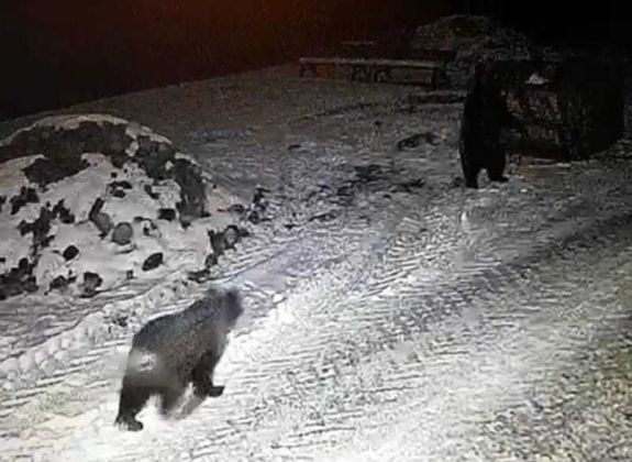 Ismét vadon élő medvék másztak be a marosvásárhelyi állatkertbe