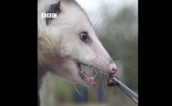 Nem túl kedves Valentin-napi ajándék: az exekről lehet csótányokat elnevezni