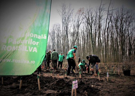 Több mint 26 millió facsemetét ültetett el tavaly a Romsilva
