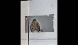 Természetes őrző-védő szolgálat: sólymot láttak a vidombáki reptéren