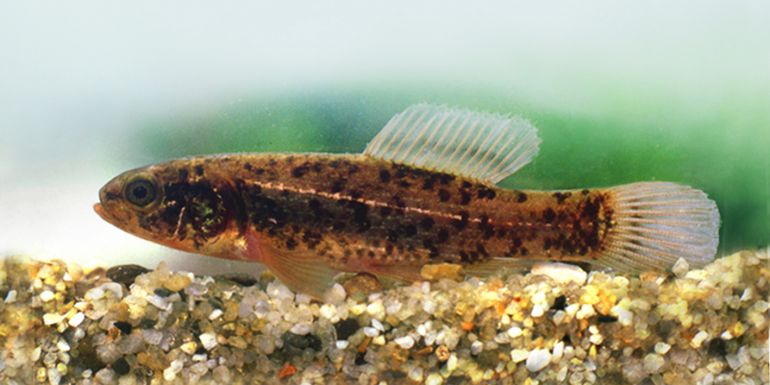 Ez lett az év hala Magyarországon