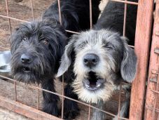 A regisztrált mikrochip segít a petárdázás miatt elkóborolt állatok azonosításában