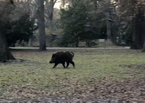 Kilőtték a Margitszigeten kószáló vaddisznót