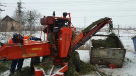 Fenyőfabegyűjtés: korábban száradnak a karácsonyfák, és az eddiginél több kerül szemétre