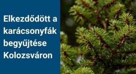 Kolozsváron is elkezdődött a karácsonyi fenyők begyűjtése, január 15-éig ingyenesen