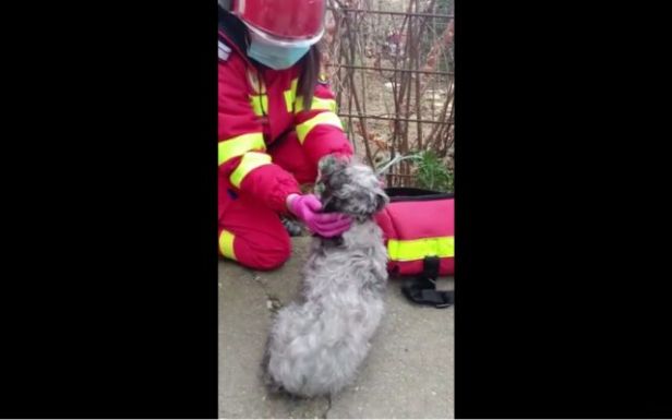 Égő lakásból kimentett kiskutyát élesztettek újra a mentősök
