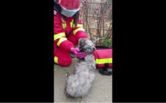 Égő lakásból kimentett kiskutyát élesztettek újra a mentősök