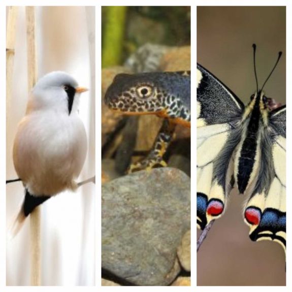 Megválasztották a 2023-as év madarát, kétéltűjét és lepkéjét