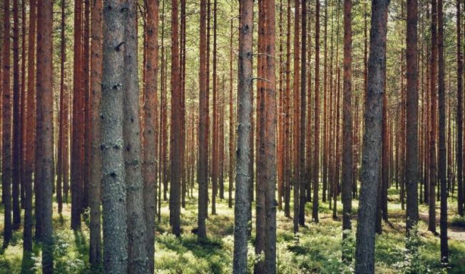 Tánczos Barna: idéntől az önkormányzatok is támogatást kaphatnak a védett erdők után