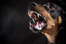 Saját kutyái marcangolták szét az idős nőt