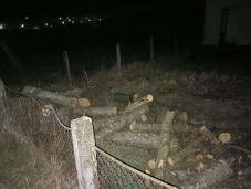 Csak pisztolylövésekkel tudták megállítani a fatolvajokat Maros megyében