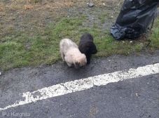 Hargita megye: kiskutyákat hagyott az út szélén, a rendőrök keresik a tettest