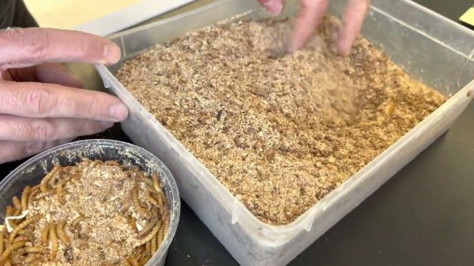 A mezőgazdasági miniszter nem rajong a lárvák fogyasztásáért