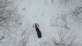 A pillanat, amikor egy jávorszarvas leveti agancsait (VIDEÓ)