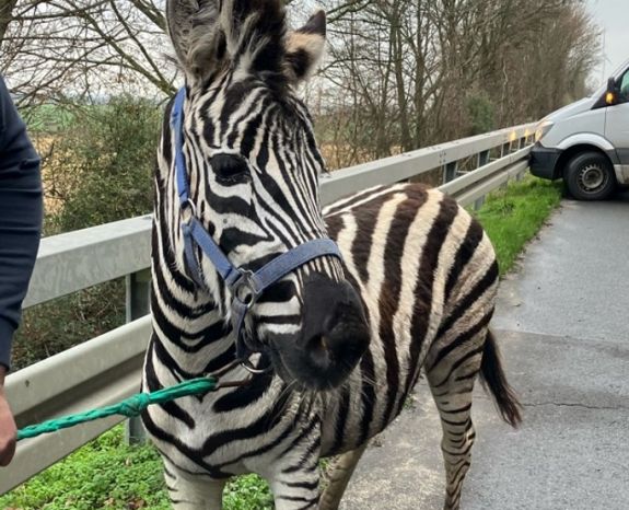 Szökött zebrákat fogott be a rendőrség