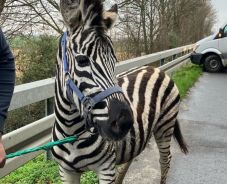 Szökött zebrákat fogott be a rendőrség