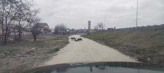 Az állatvédelmi felügyelet nem ért egyet azzal, hogy megelőzhető lett volna a halálos kutyatámadás