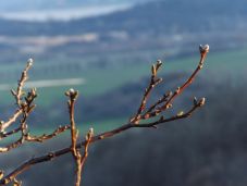 Borsos bírság jár az engedély nélkül kivágott diófák miatt