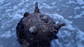 A Duna-deltáig sodródott tengeri aknát semmisítettek meg