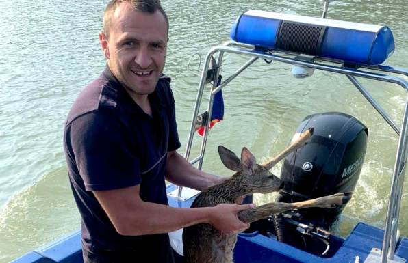 Őzgidát mentettek ki a Dunából a Temes megyei határőrök