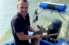 Őzgidát mentettek ki a Dunából a Temes megyei határőrök