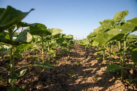 Winkler Gyula: ez tönkreteheti a mezőgazdaságot