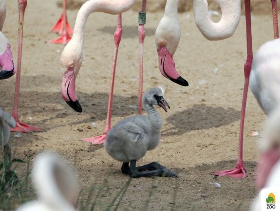 Egymás után kelnek ki a flamingófiókák a budapesti állatkertben